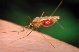 Malaria